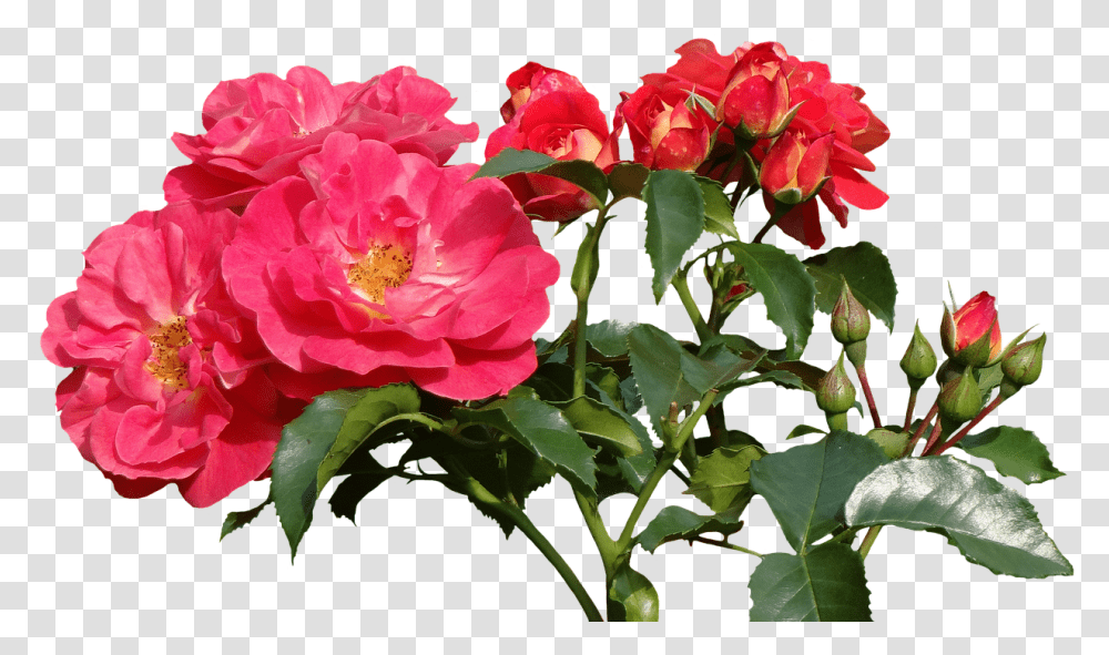 Roses Images Rose, Geranium, Flower, Plant, Blossom Transparent Png