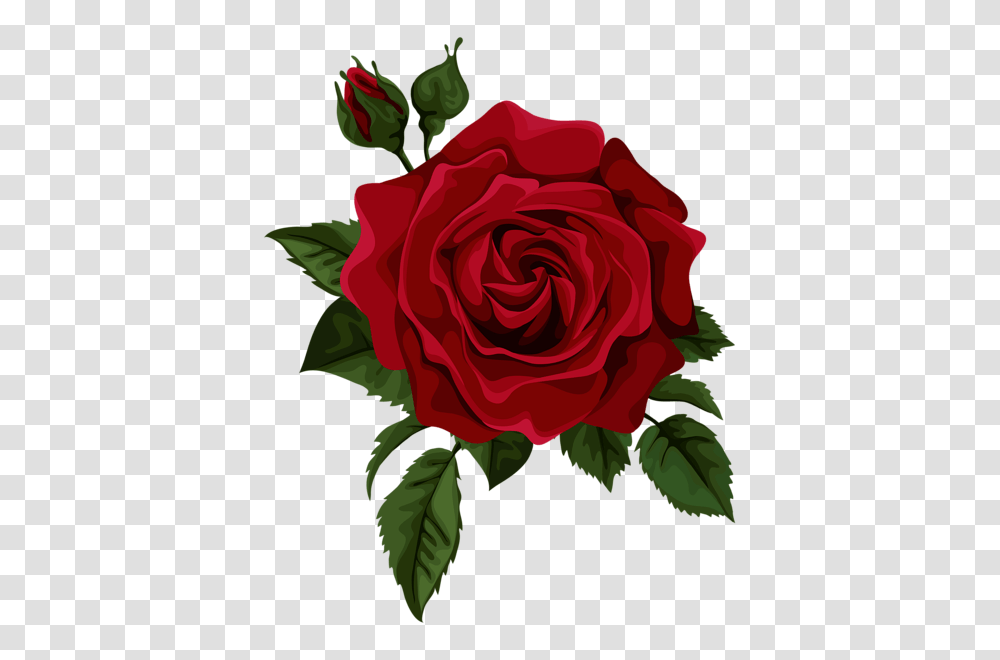 Roses In Red Roses, Flower, Plant, Blossom Transparent Png