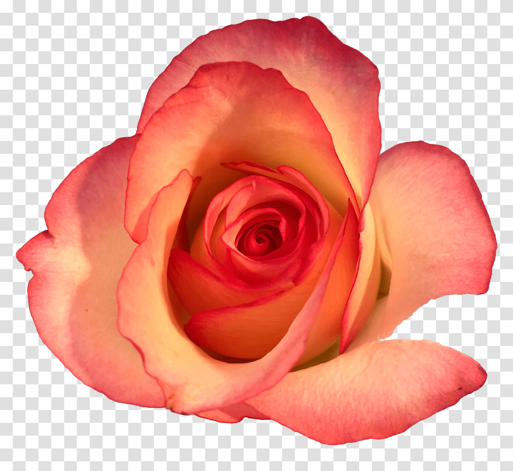 Roses In The Void By Will Gee Floribunda Transparent Png