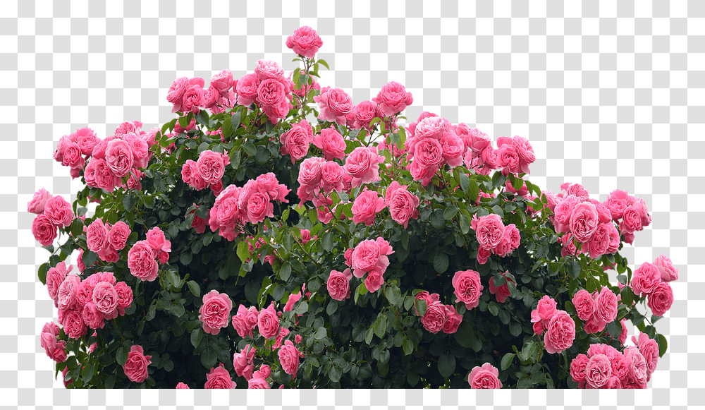 Roses Love Nature Rose Portable Network Graphics, Geranium, Flower, Plant, Blossom Transparent Png