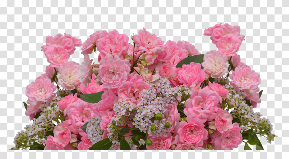 Roses Love Pink Roses Free Photo Rose, Plant, Flower, Blossom, Flower Bouquet Transparent Png