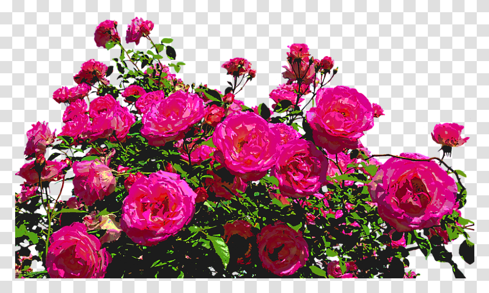 Roses Nature Drawing Flower Rose Blooms Blossom Rose Bush, Plant, Geranium, Peony, Petal Transparent Png