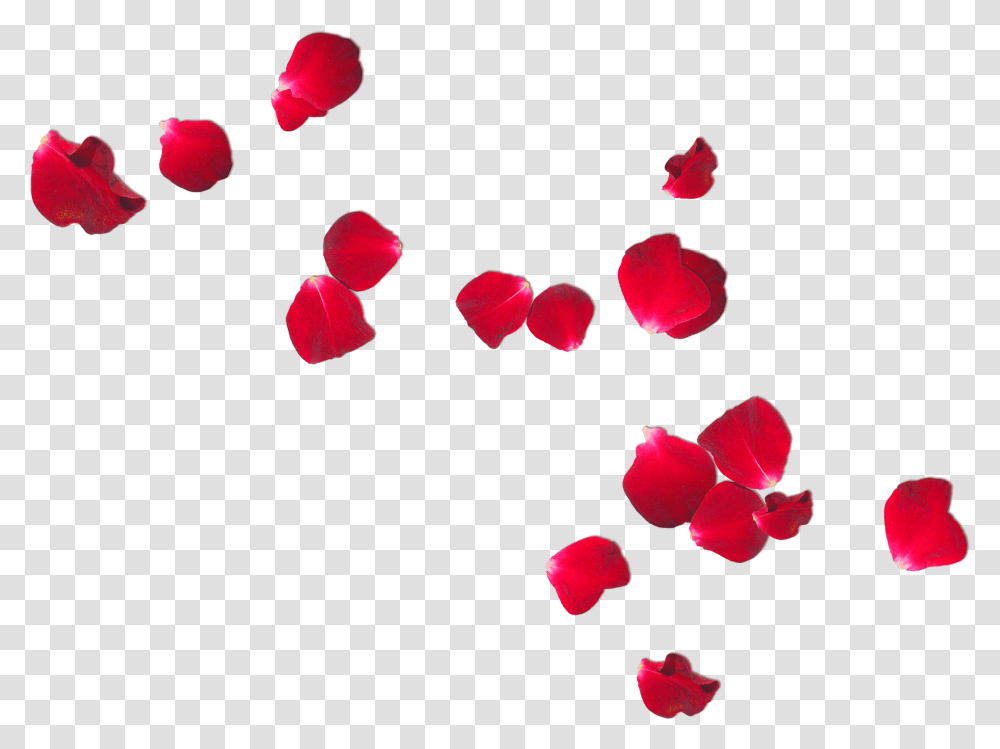 Roses Petals I, Flower, Plant, Blossom Transparent Png