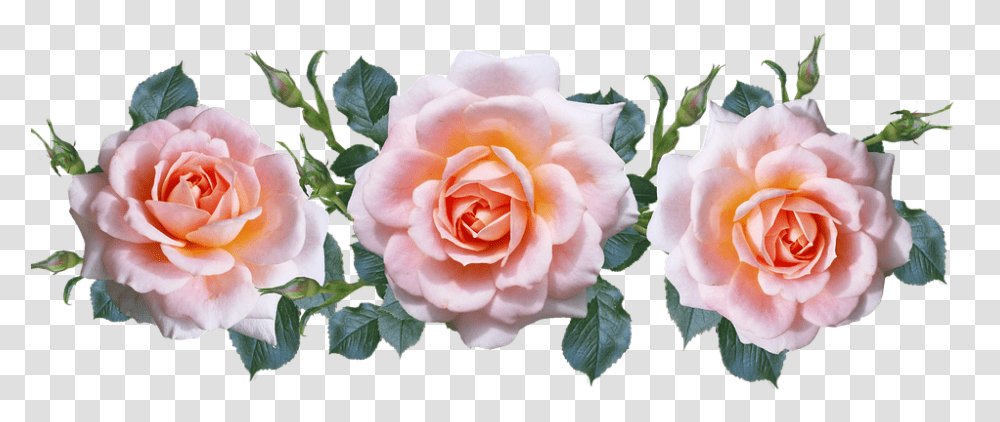 Roses Pink Arrangement Cut Out Pink Roses Cut Out, Flower, Plant, Blossom, Petal Transparent Png