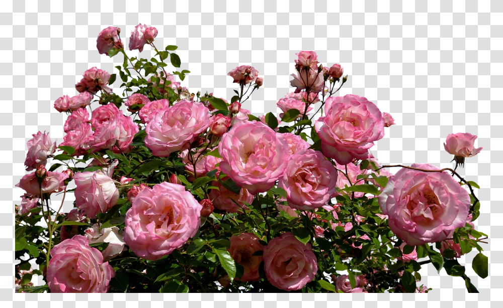 Roses Pink Bush Background Rose Bush Transparent Png