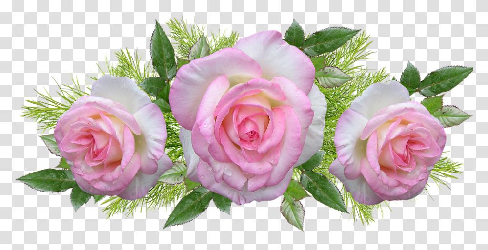 Roses Pink Flowers Perfume Leaves Arrangement Garden Roses, Plant, Blossom, Geranium Transparent Png
