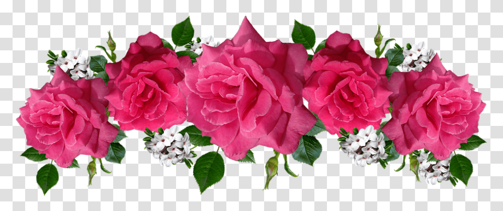 Roses Pink Flowers Pink Roses On, Plant, Blossom, Geranium, Acanthaceae Transparent Png