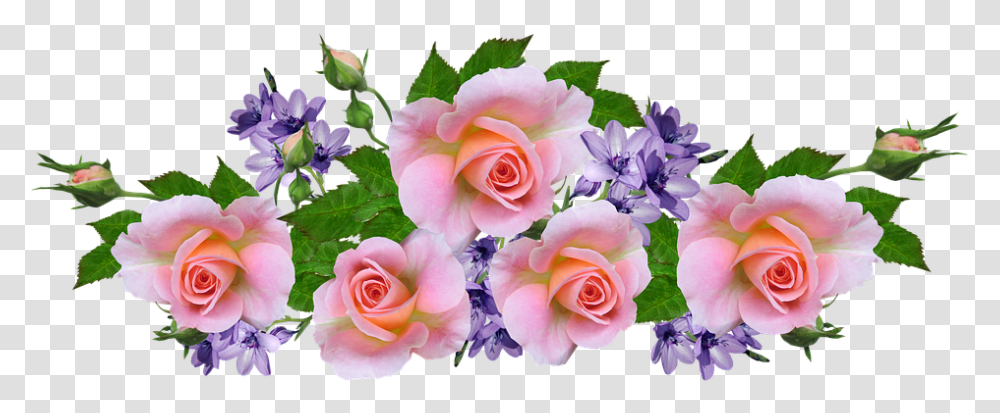Roses Pink Fragrant Free Photo On Pixabay Flower, Plant, Blossom, Geranium, Flower Bouquet Transparent Png