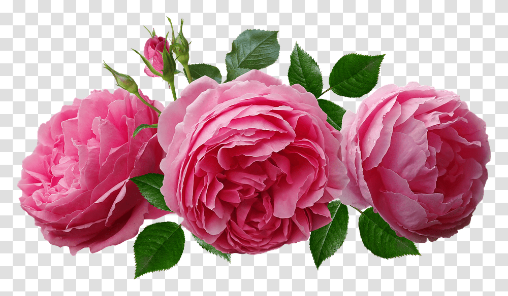 Roses Pink Fragrant Rosas, Plant, Flower, Blossom, Peony Transparent Png