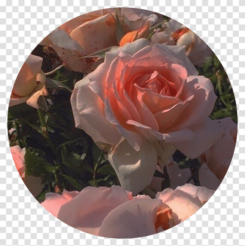 Roses Pink Pinkaesthetic Pfp Pfpicon Icon Aesthetic, Plant, Flower, Petal Transparent Png
