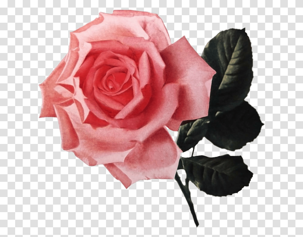 Roses Pink Rose Floral Rose Aesthetic Flowers Floribunda, Plant, Blossom, Petal, Leaf Transparent Png