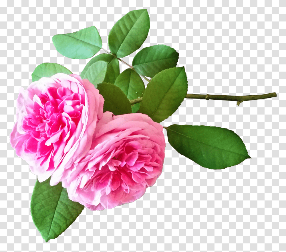 Roses Pink Stem Free Photo Hermosas Rosas Pixabay, Plant, Peony, Flower, Blossom Transparent Png