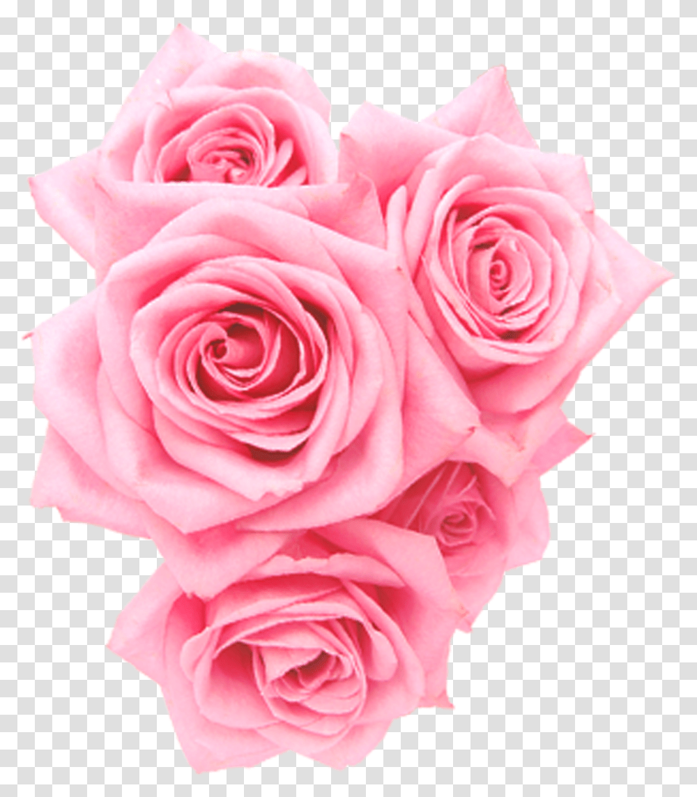 Roses Pink Transparent Png