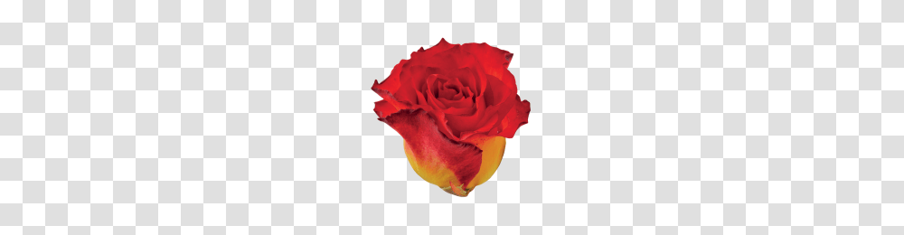 Roses, Plant, Flower, Blossom, Petal Transparent Png