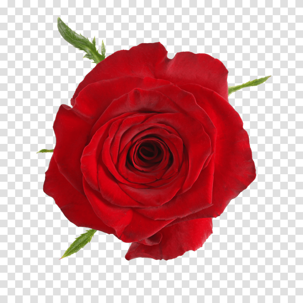 Roses Qualirosa, Flower, Plant, Blossom Transparent Png