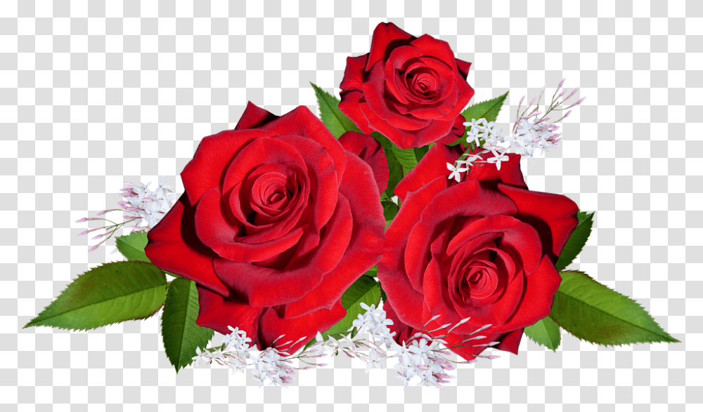 Roses Red Flowers Free Photo On Pixabay Garden Roses, Plant, Blossom, Flower Bouquet, Flower Arrangement Transparent Png