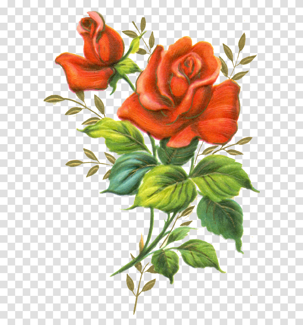 Roses Red Rose Rose Flowers, Plant, Blossom, Floral Design, Pattern Transparent Png