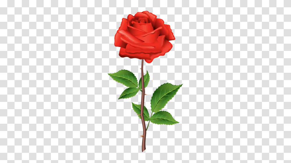 Roses Red Roses Red Rose, Plant, Flower, Blossom, Leaf Transparent Png