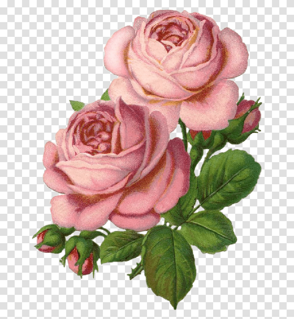 Roses Rosas Draw Drawing Dibujo Sticker Lovely, Flower, Plant, Blossom, Flower Arrangement Transparent Png