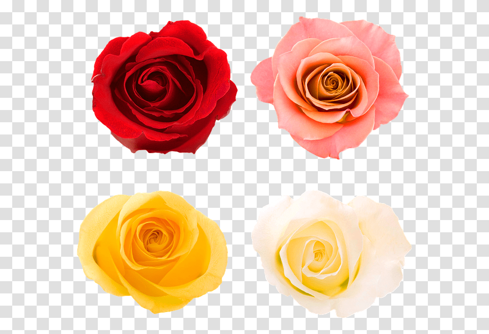 Roses Rose Buds Bloom Rose Flower Rose Bud Garden New Chapter Of The Same Book, Plant, Blossom, Petal Transparent Png