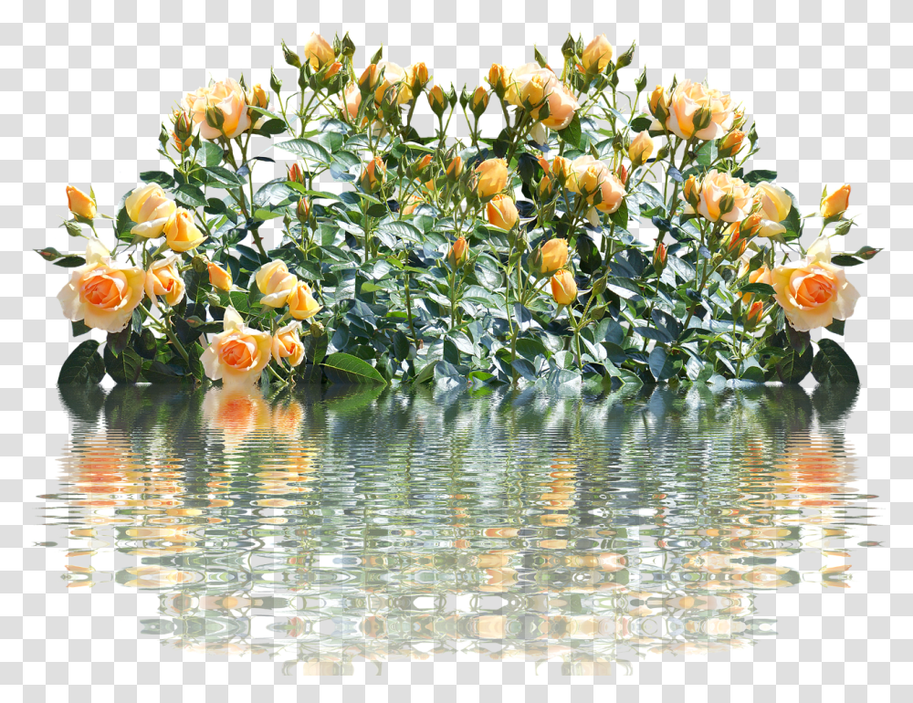 Roses Rose Bush Romantic Free Picture Cespugli Fiori, Plant, Water, Outdoors, Flower Transparent Png