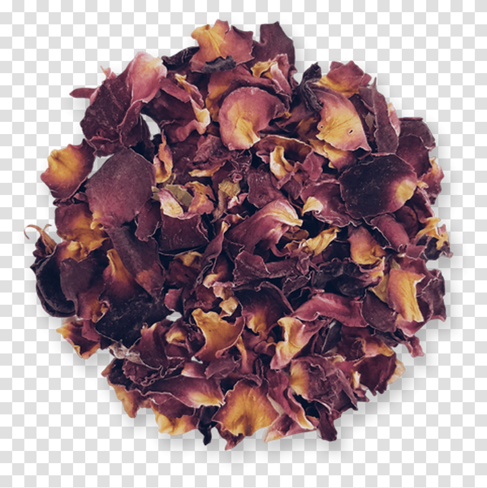 Roses Sea Vegetables, Petal, Flower, Plant, Vase Transparent Png