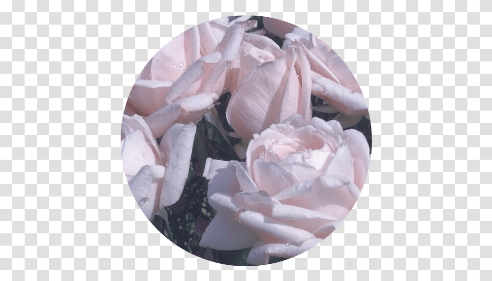 Roses Soft Aesthetic Overlay Filler Pastel Flowers Pastel Roses Aesthetic, Plant, Petal, Geranium, Peony Transparent Png