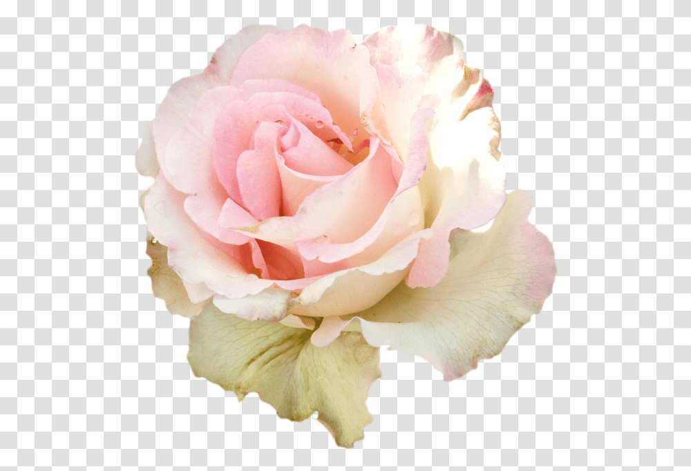 Roses Soft Pastel Rose Flowers Pink Ddlg Soft Pink Pastel Rose Transparent Png