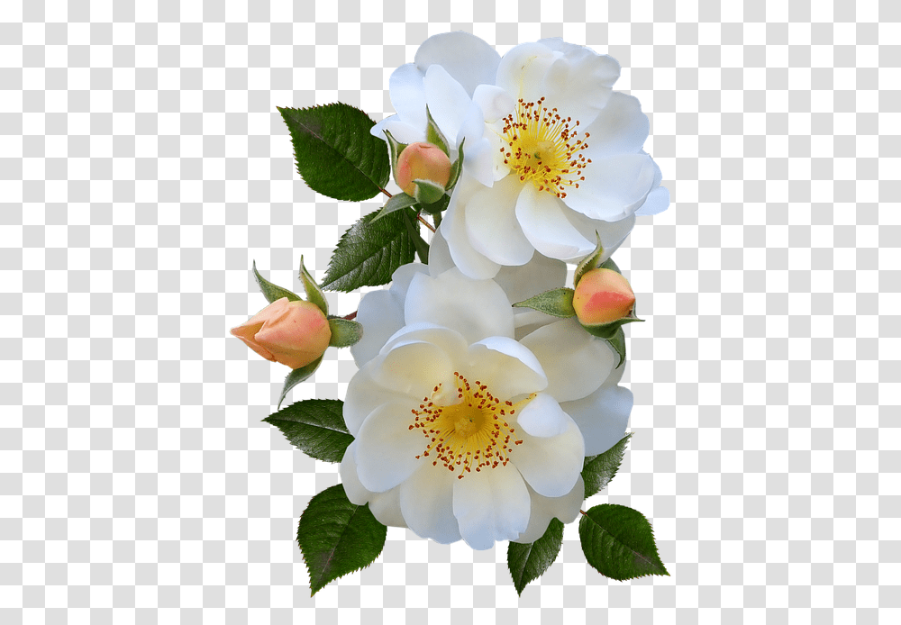 Roses Stamens Pollen Buds White Flowers Perfume Burnet Rose, Plant, Petal, Flower Arrangement, Leaf Transparent Png