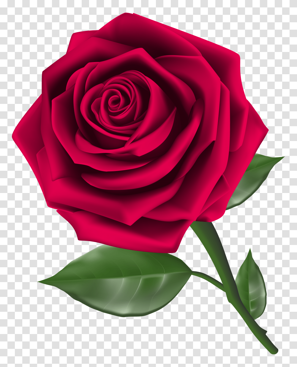 Roses Steam Rose Clipart Image Rose Transparent Png