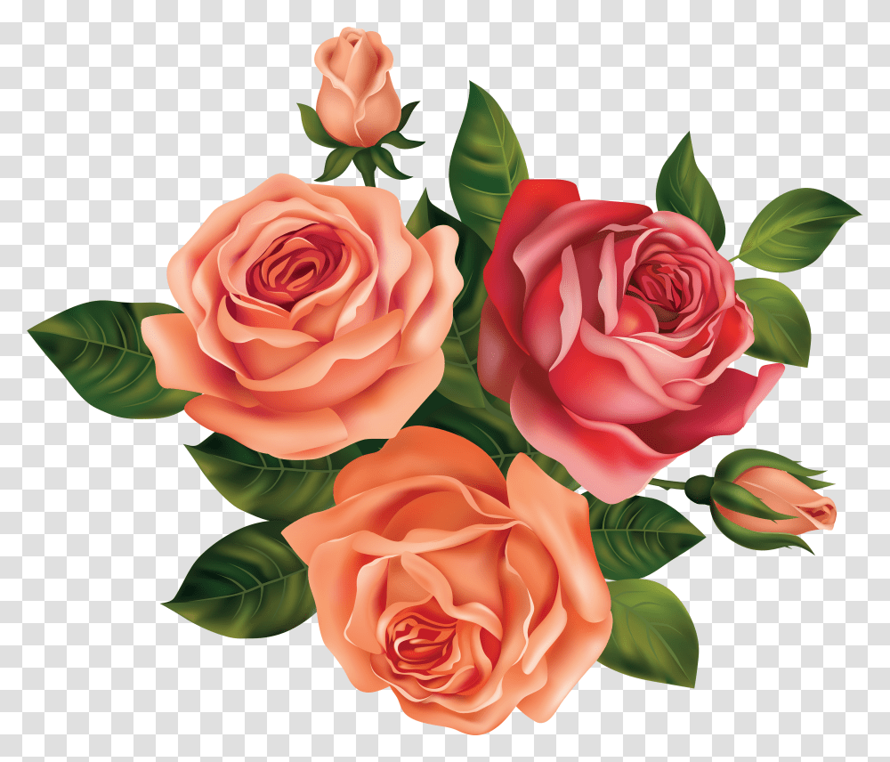 Roses & Clipart Free Download Ywd Rose Beautiful Flower Drawing Transparent Png