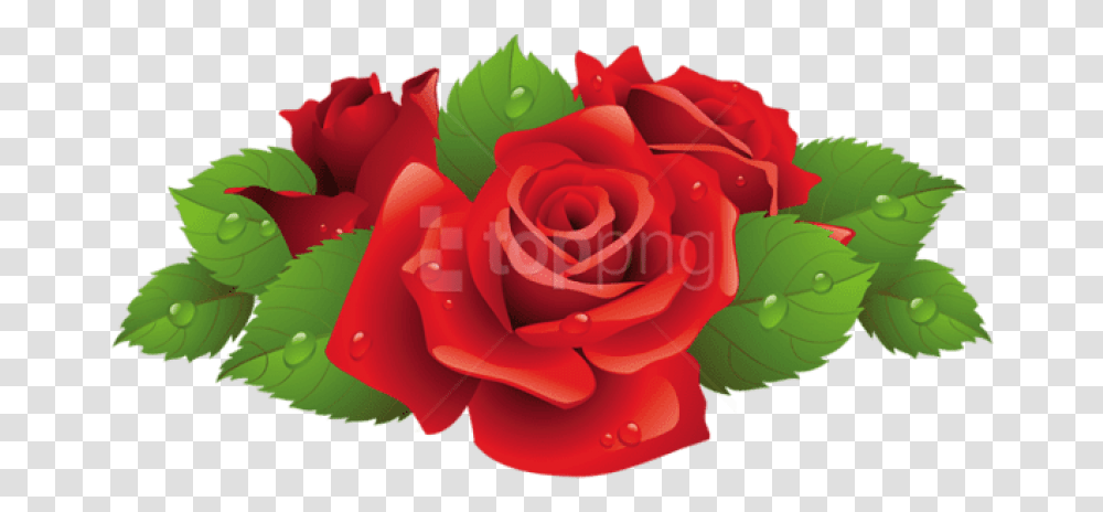 Roses Vector Blue Roses Clipart, Flower, Plant, Blossom, Petal Transparent Png