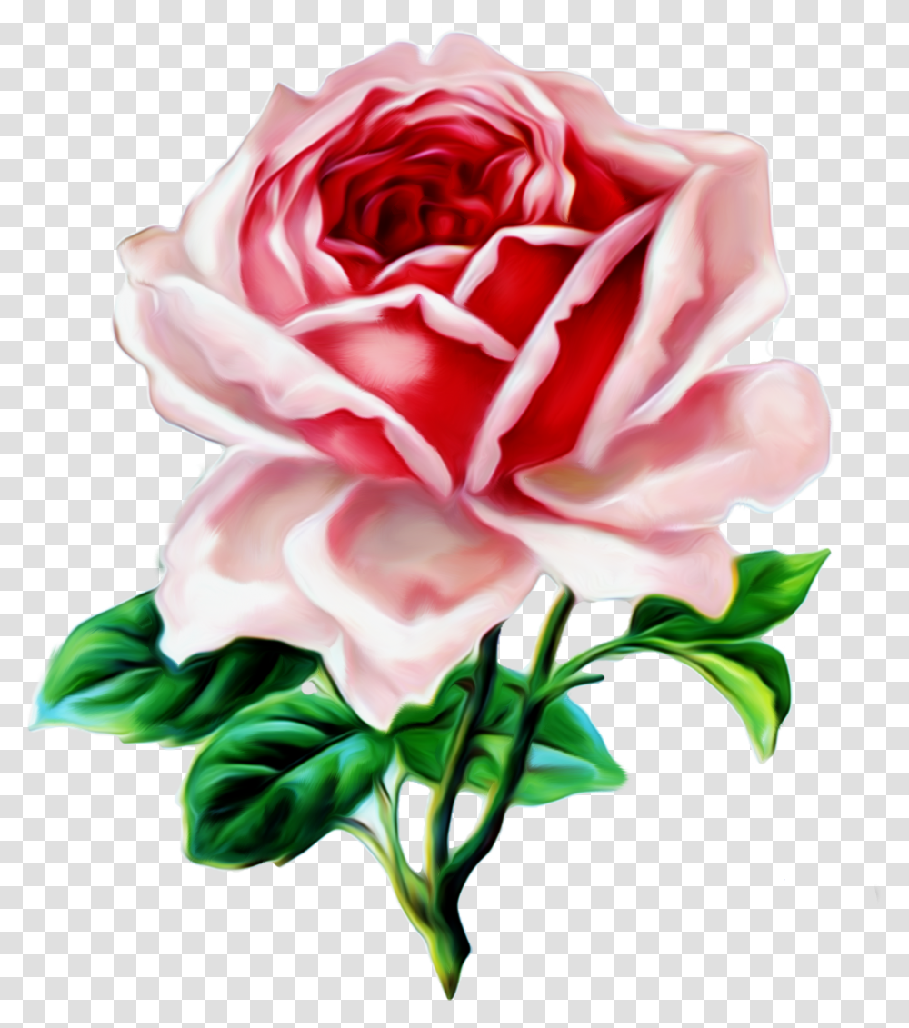 Roses Vintage, Flower, Plant, Blossom, Petal Transparent Png