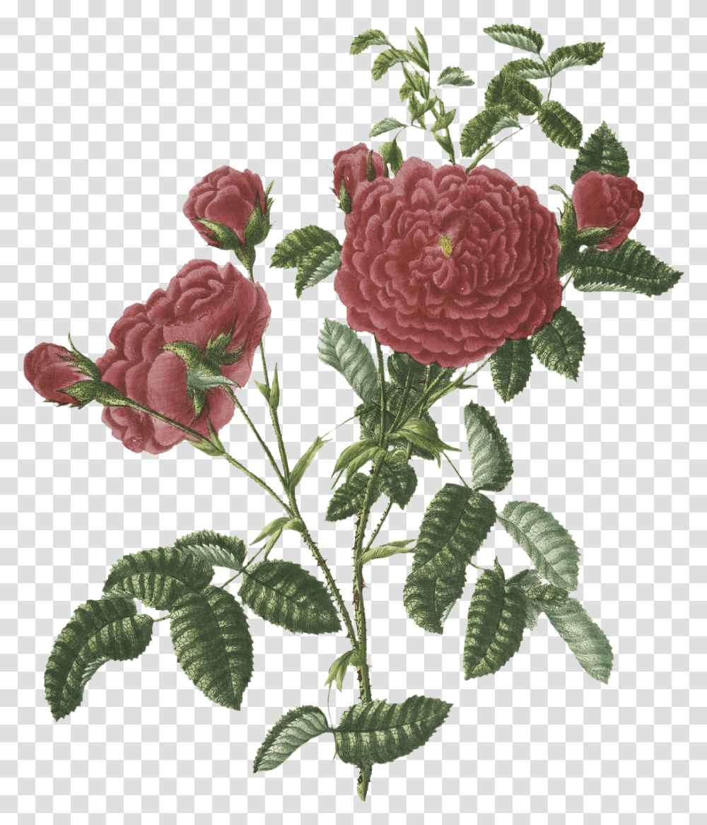 Roses Vintage Flowers Free Image On Pixabay Garden Roses, Plant, Blossom, Carnation, Pattern Transparent Png