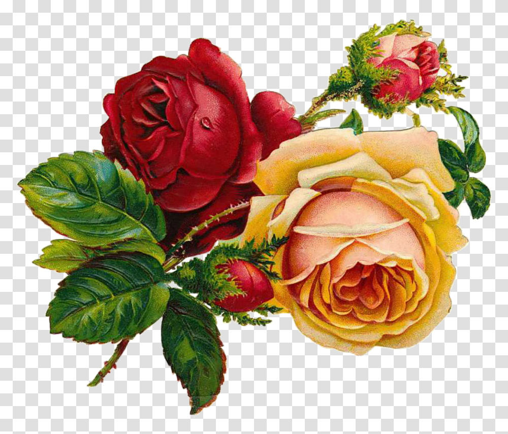Roses Vintage Flowers Free Pictures Victorian Roses, Plant, Blossom, Petal, Flower Arrangement Transparent Png