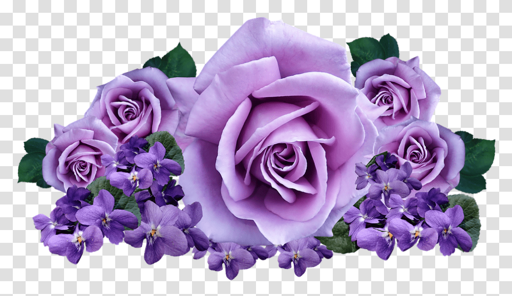 Roses Violets Flowers Purple Roses Background, Plant, Blossom, Geranium, Flower Arrangement Transparent Png
