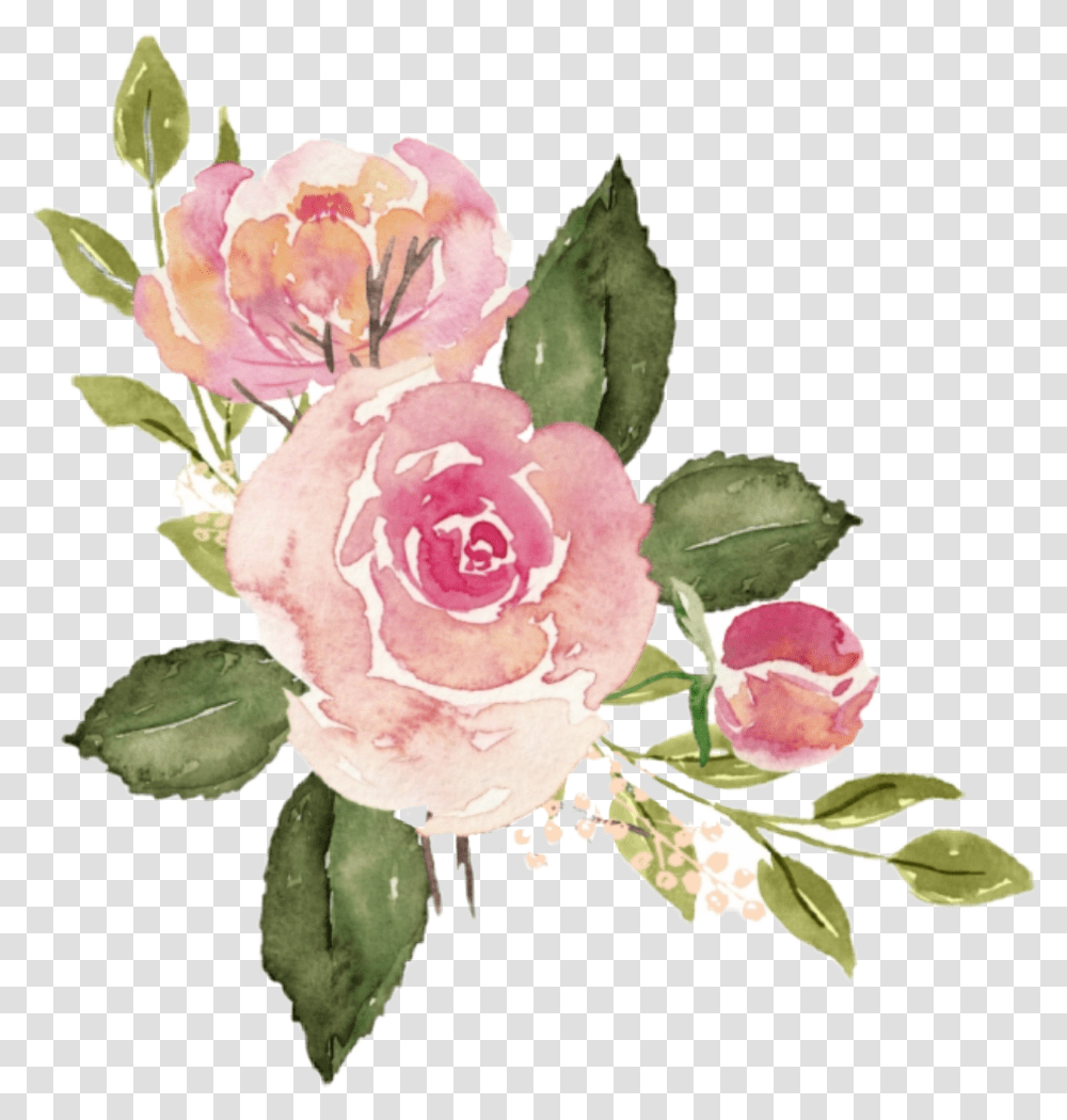 Roses Watercolor Pink Flower, Plant, Blossom, Peony, Floral Design Transparent Png