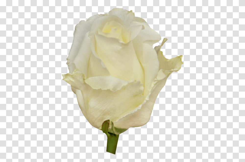 Roses White Chocolate Garden Roses, Flower, Plant, Blossom, Petal Transparent Png