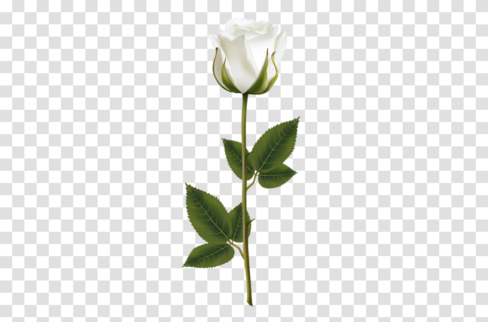 Roses White Roses Flowers, Leaf, Plant, Blossom, Bud Transparent Png