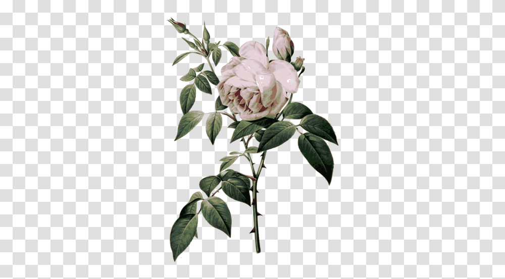Roses With Thorns Public Domain Vector 1367641 French Flower, Plant, Blossom, Acanthaceae, Peony Transparent Png