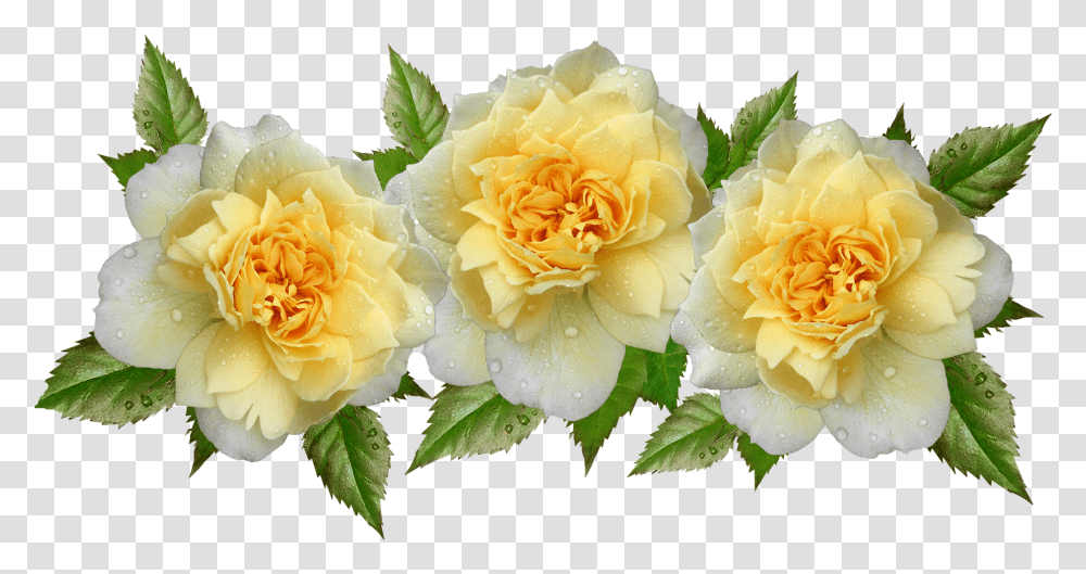 Roses Yellow Flowers Raindrops Arrangementroses Flower, Plant, Blossom, Petal, Peony Transparent Png