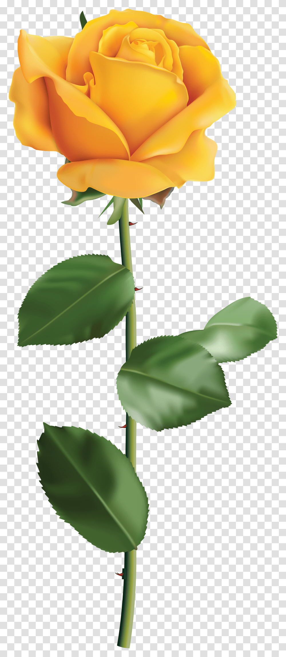 Roses Yellow Rose No Background Transparent Png