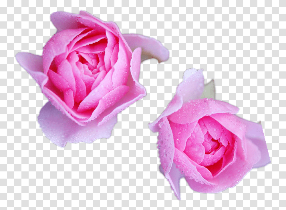 Rosesflowerspringpink Flowerpink Open Free Image From Garden Roses, Plant, Blossom, Petal, Geranium Transparent Png