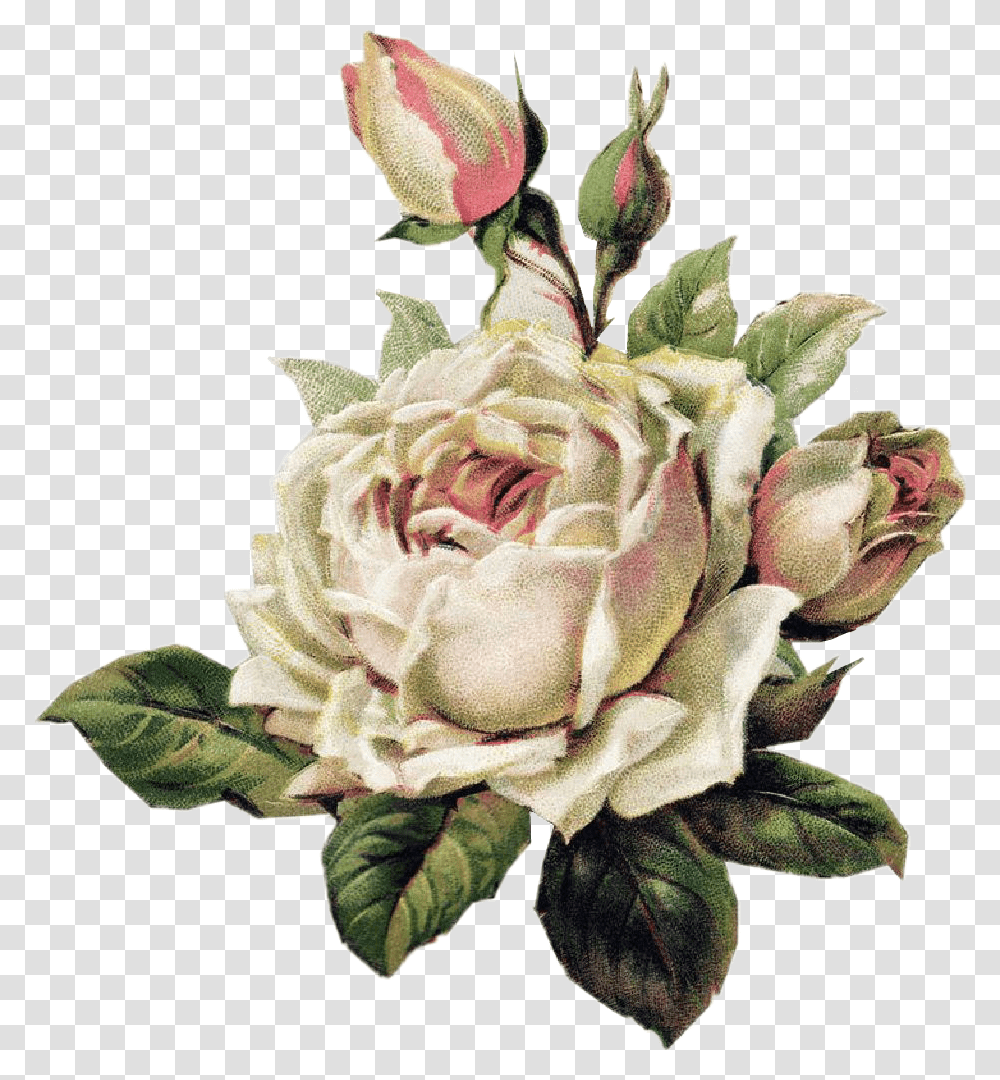 Rosewhite Rosablanca Tumblr Aesthetic Draw White Vintage Floral, Plant, Flower, Blossom, Petal Transparent Png