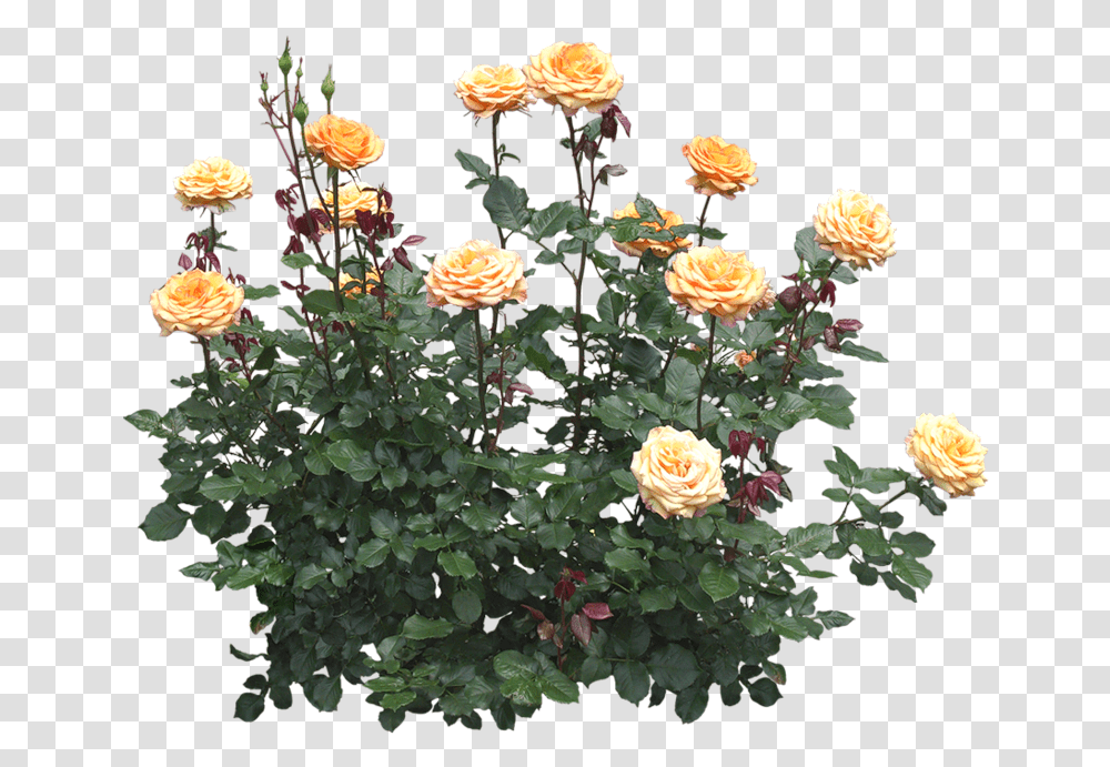 Rosier, Plant, Flower, Blossom, Petal Transparent Png