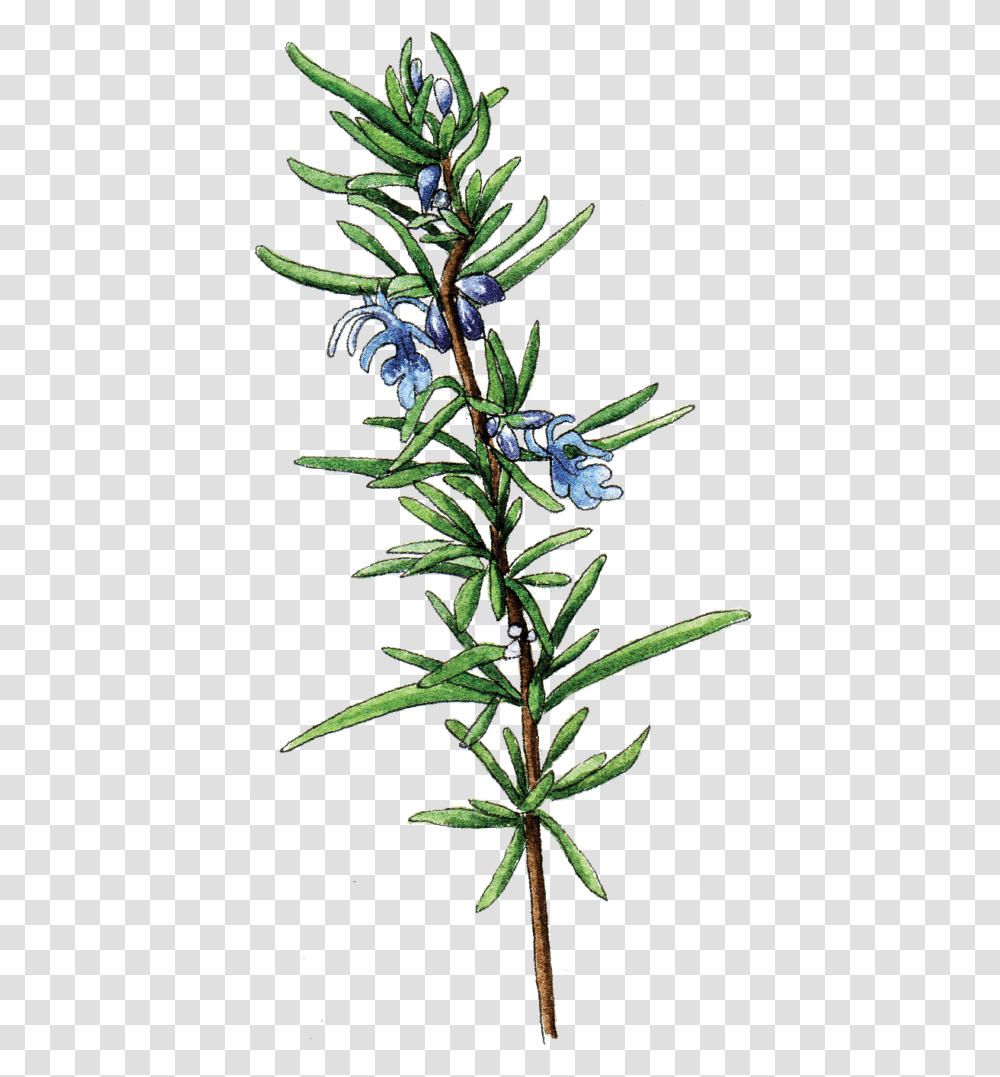 Rosmarinus Officinalis Botanical Illustration, Acanthaceae, Flower, Plant, Blossom Transparent Png