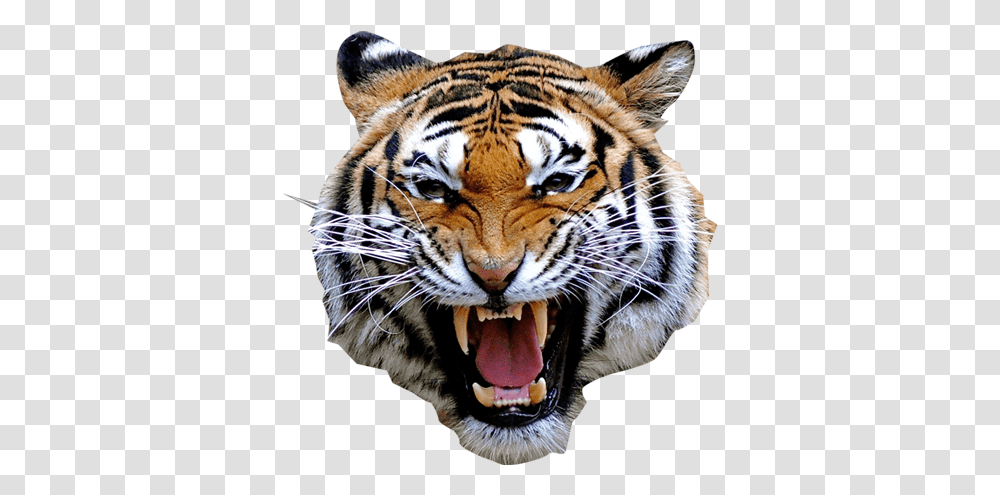 Rosto De Tigre Image Tiger Angry, Wildlife, Mammal, Animal, Teeth Transparent Png