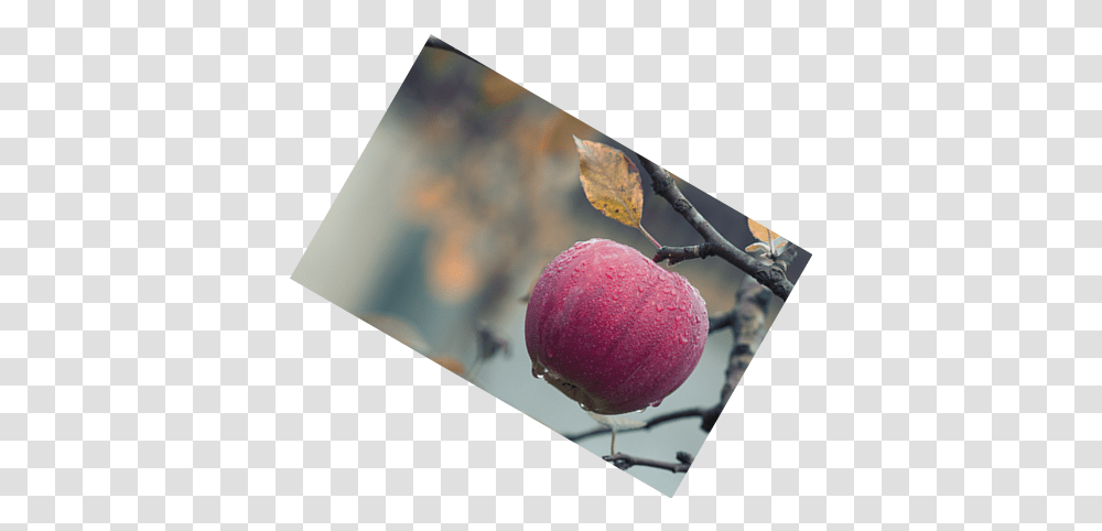 Rotate A Online Tools Apple, Plant, Fruit, Food, Produce Transparent Png