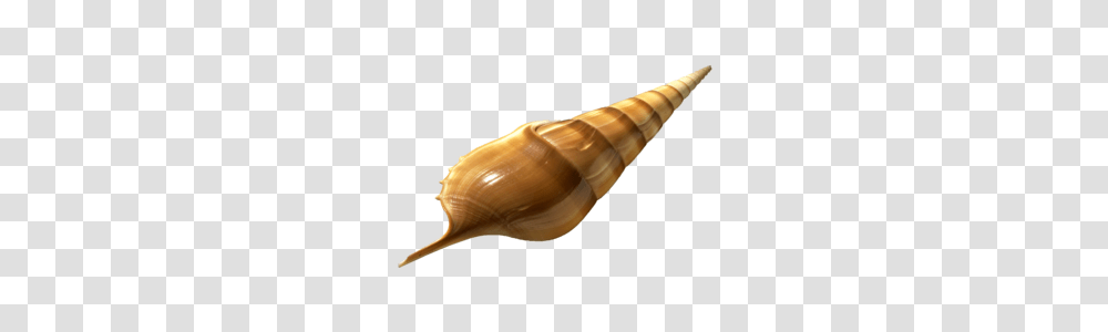 Rotate A Then Resave With Image Transparency, Conch, Seashell, Invertebrate, Sea Life Transparent Png