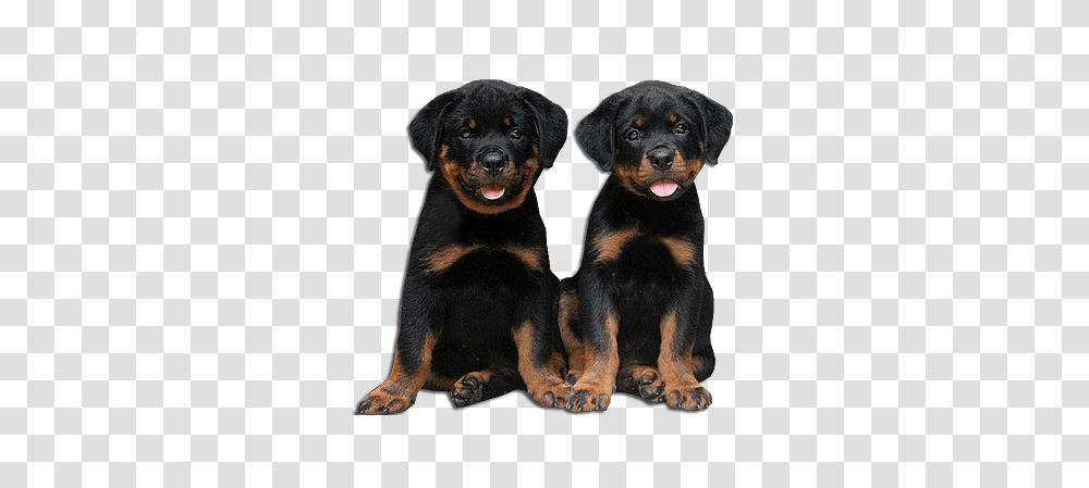 Rottweiler 6 Image Rottweilers, Puppy, Dog, Pet, Canine Transparent Png